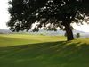 Nederland Maastricht Golfbaan Mergelhof Tree