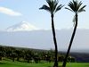 Tecina Golf Tenerife Bomen
