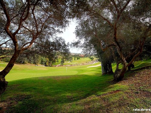 Santaclara Bomen Green