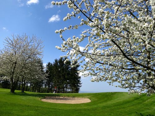 Schaumburg Golfbaan Duitsland Midden Duitsland Boom