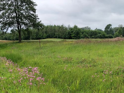 T Zelle Golf Nederland Drenthe Rough.jpeg