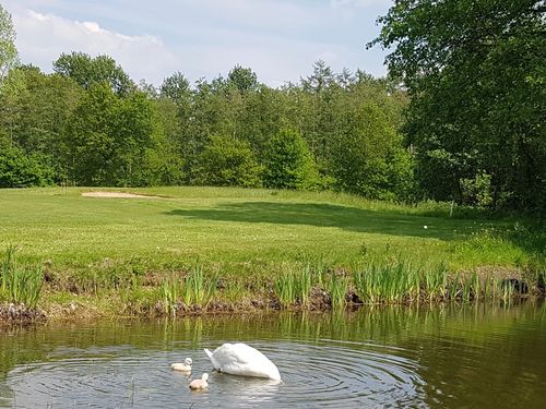 T Zelle Golf Nederland Drenthe Zwaan.jpeg