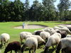 Gelpenberg Golf Nederland Drenthe Schapen.JPG