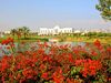 Montgomerie Golfbaan Dubai Bloemen.JPG