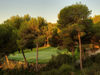 Val Dor Golf Mallorca Green Bomen